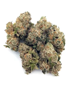 pink zkittlez strain